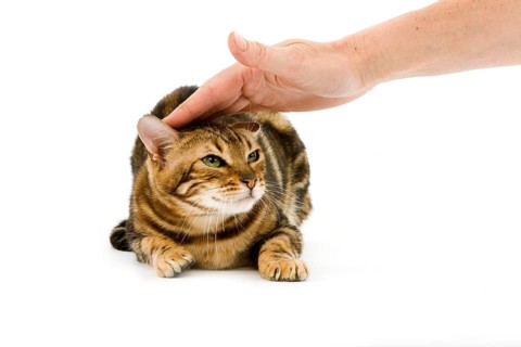 BROWN MARBLED TABBY BENGAL DOMESTIC CATN SCARED