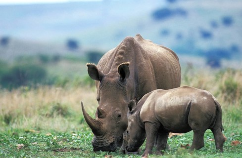 White Rhinoceros (ceratotherium simum), Female with Calf, South Africa, Africa