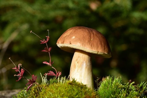 King bolete (Boletus edulis) growing on a moss cushion in autumn, Hunsrück, Rhineland-Palatinate,