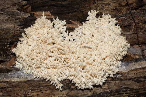 Beech spiny beard, prickly beard white fruiting body on tree trunk