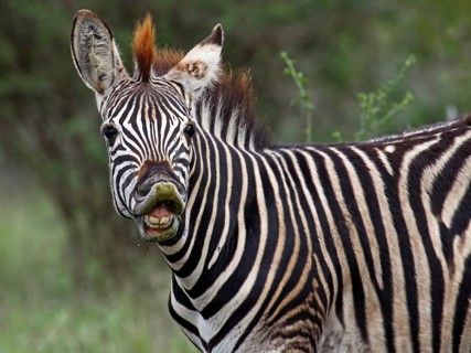 Zebra, Steppenzebra, S