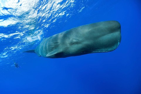 Sperm whale (Physeter macrocephalus), Lesser Antilles, Leeward Islands, Exempted, Dominica, Central