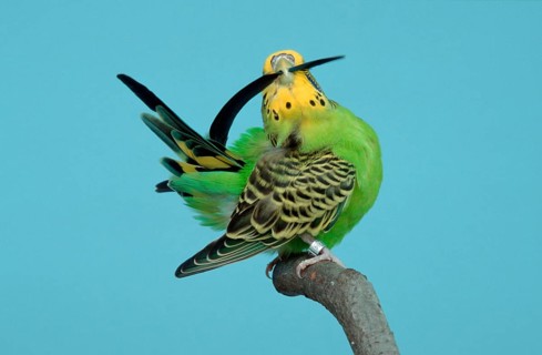 Budgerigars (Melopsittacus undulatus), female, preening tail feather, Budgie