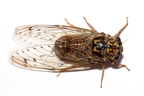 Cicada (orni), Portugal, Europe
