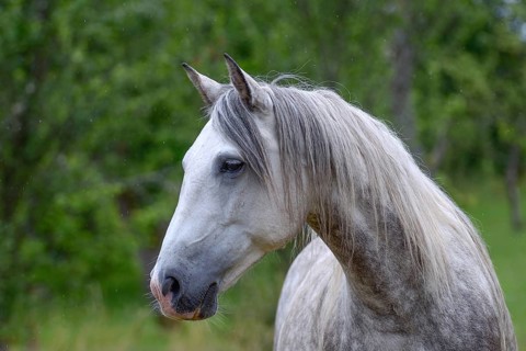 Berber horse