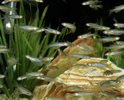 Zebrafish (brachydanio rerio) (Brachydanio rerio), Zebrafish, Animals, Other animals, Fishes,