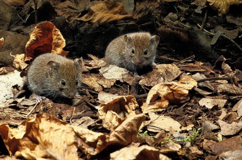 Bank Vole (clethrionomys glareolus), Adults on Fallen Leaves