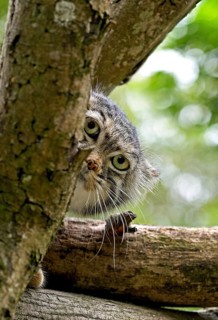 Pallas's cat (otocolobus manul) OR PALLAS CAT, HEAD OF THE ADULT COMING OUT OF THE BRANCHES
