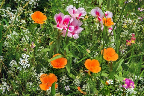 Summer meadow with California poppy (Eschscholzia californica), corydalis (Iberis umbellata) and