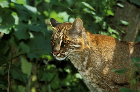 ASIA GOLD CAT OR TEMMINK CAT catopuma temmincki