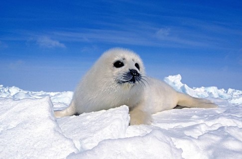 Harp Seal (pagophilus groenlandicus), Pup standng on Icefield, Magdalena Islands in Canada
