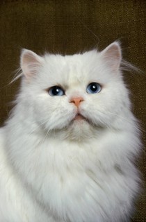White Persian domestic cat with blue eyes