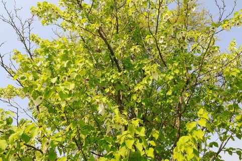 Dove tree (Davidia involucrata var.vilmoriniana), dove tree, Tupelo family (Nyssaceae)