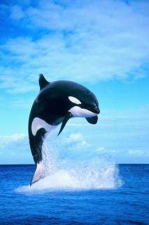 Killerwhale (Orcinus orca)