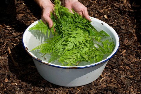 Production of herbal swill with worm fern (Dryopteris filix-mas), worm fern swill, fern swill,