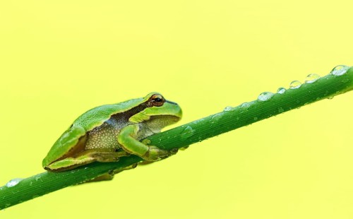 European tree frog (Hyla arborea) perched on reed, Tyrol, Austria, Europe