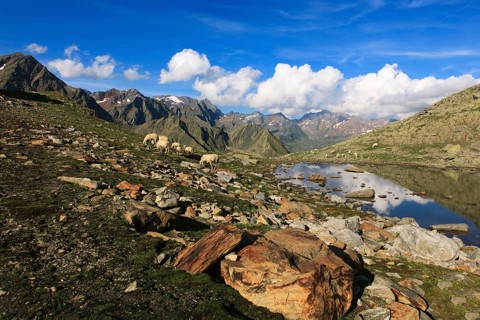 Sheep grazing at Timmelsjoch Pass or Passo del Rombo, Timmelsjoch, Tyrolean Oberland, Tyrol,