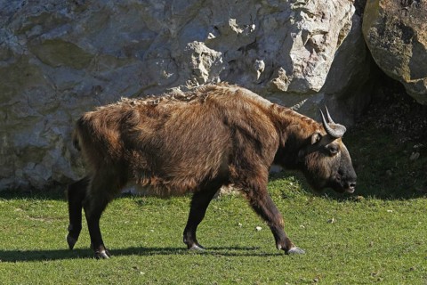 Takin, bovine chamois, takins (budorcas taxicolor), bovine chamois, bovine goats, goat-like,