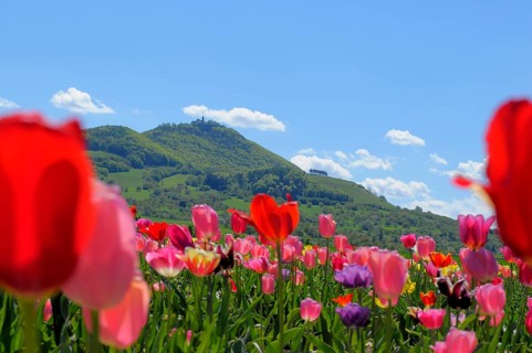 Swabian Alb, Teck surroundings, Teck Castle, Tulip Field
