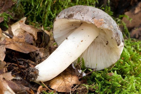 Russula cyanoxantha (Russula cyanoxantha), lady's pinto