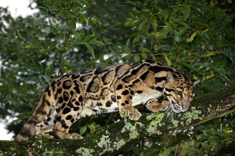 Clouded leopard (neofelis nebulosa), adult in tree