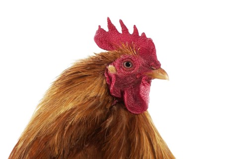Brahma Perdrix chicken, a breed from India, portrait of the cock against a white background