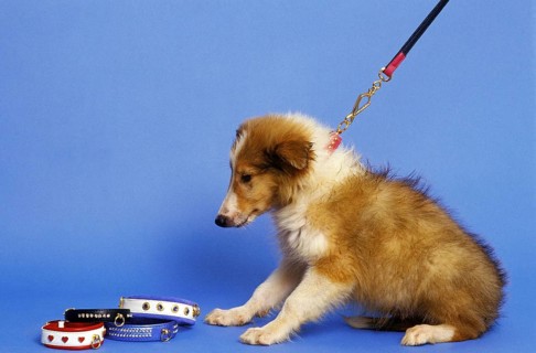 Collie Dog, Pup with Leash and Collar