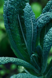 Lacinato kale, cavolo nero, green leaves. Closeup of a plant