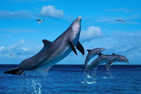 Bottlenose Dolphins (Tursiops truncatus) and gulls