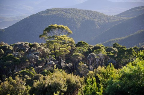 Rainforest, West Coast Range, Tasmania, West Coast Range, Australia, Oceania
