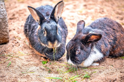 Two rabbits (Oryctolagus cuniculus) sitting on sandy ground, one eating grass, the other looking at