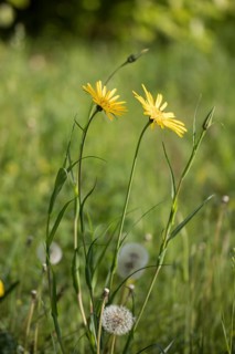 Wiesen-Bocksbart, Tragopogon pratensis, meadow salsify