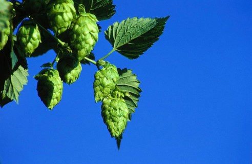 Closeup of Hop Hops Plant (Humulus lupulus) female flowers, seed cones, strobiles, against blue