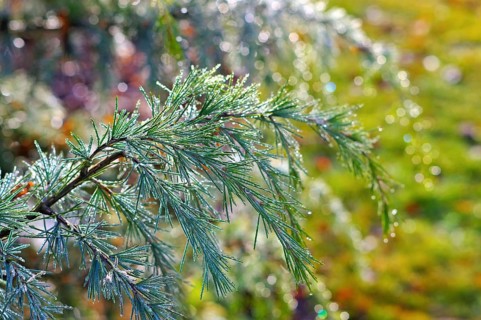 Zweig einer Himalaya-Ceder mit Tautropfen, branch of a Himalayan cedar tree with drops of dew