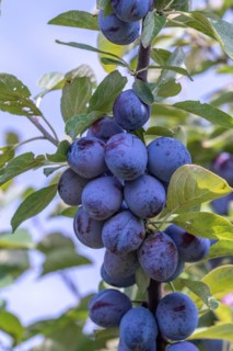 Plum (Prunus domestica 'Italian plum'), Cambridge Botanical Garden, Austria, Europe