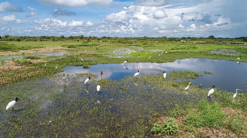 Aerial view of a lagoon and meadows with Jabiru storks and Great egrets, Transpanatnaeira road in