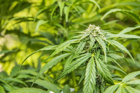 Cannabis plant with buds