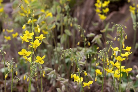 Barrenwort (Epimedium) in the garden, macro