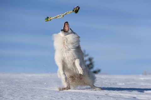 Games in the snow