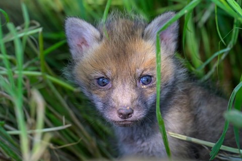 A young fox (Vulpes vulpes) looks curiously into the camera, surrounded by tall grasses and dense