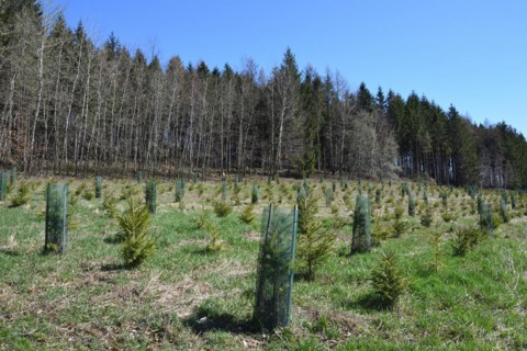 Reforestation in a forest in Saxony. Reforestation in Upper Lusatia