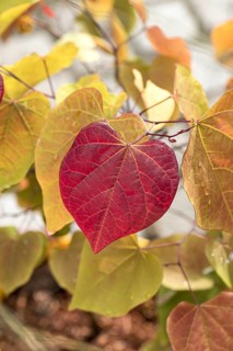 Judas tree (Cercis canadensis ETERNAL FLAME)