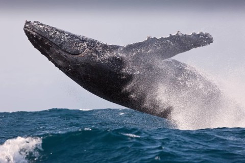 Jumping humpback whale, Megaptera novaeangliae, Indian Ocean, Wild Coast, South Africa, Africa