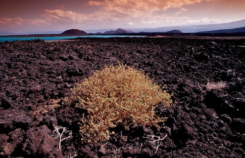 Plants in the desert, Djibouti, Djibouti, Africa, Afar Triangle, Africa