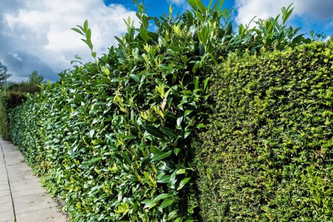 Cherry laurel hedge in Essen, Germany, Europe