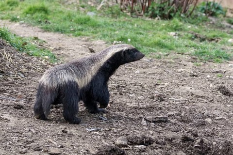 Honey Badger (Mellivora capensis) wandering around his territory