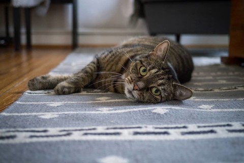 Cat, European shorthair, grey tabby