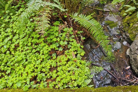 Close up view Redwood sorrel (Oxalis oregana), moss, and sword ferns (Polystichum munitum) growing