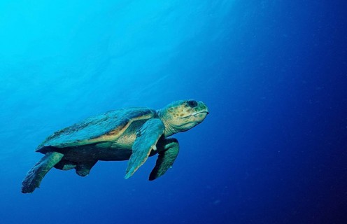 Loggerhead sea turtle, Caretta caretta, Netherlands Antilles, Bonaire, Caribbean, Caribbean Sea