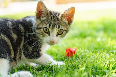 Close-up of a small kitten playing in the grass with a red rose